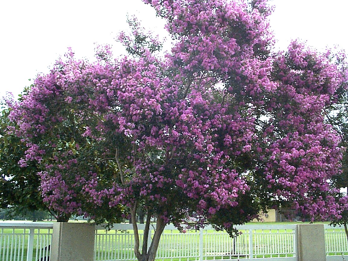 Online Plant Guide Lagerstroemia indica 'Hardy Lavender' / Hardy